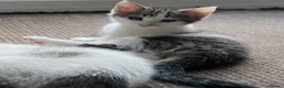 Mixed Breed cats for sale: 6 Lovely Kittens for sale  - Advert 11