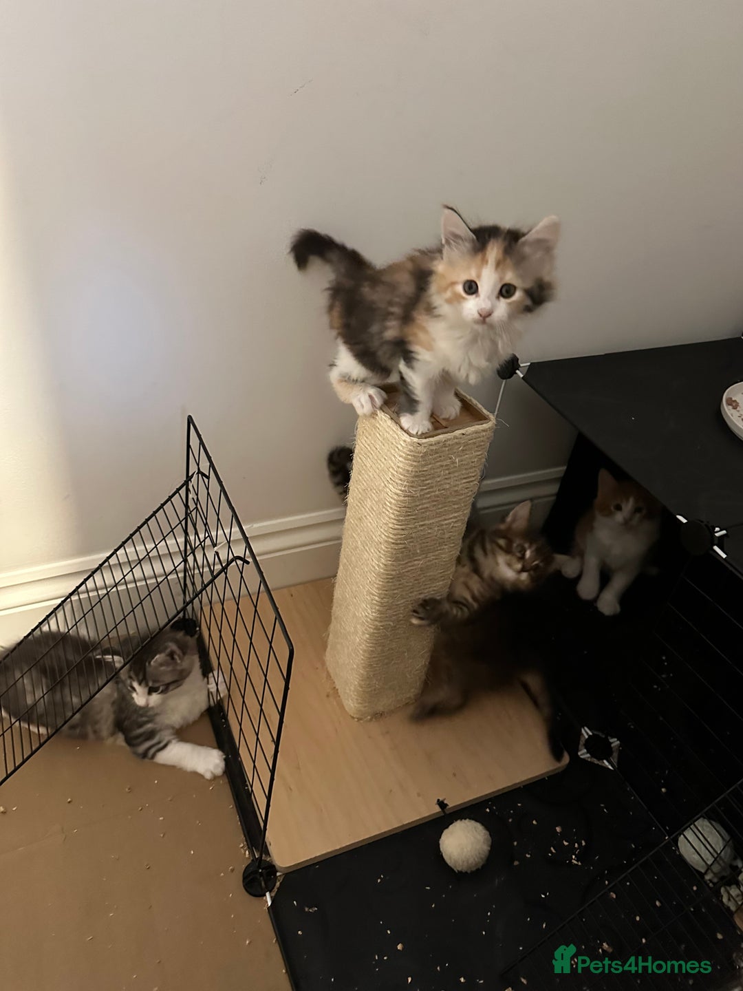 Maine Coon cats for sale: 6x Maine Coon kittens for sale - Advert 3