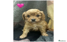Cavapoo dogs for sale: Beautiful fully DNA tested Cavapoo's  - Image 17