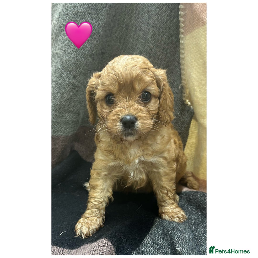 Cavapoo dogs for sale: Beautiful fully DNA tested Cavapoo's  - Image 17