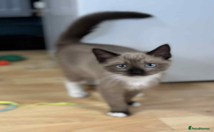 Munchkin cats - Advert 1