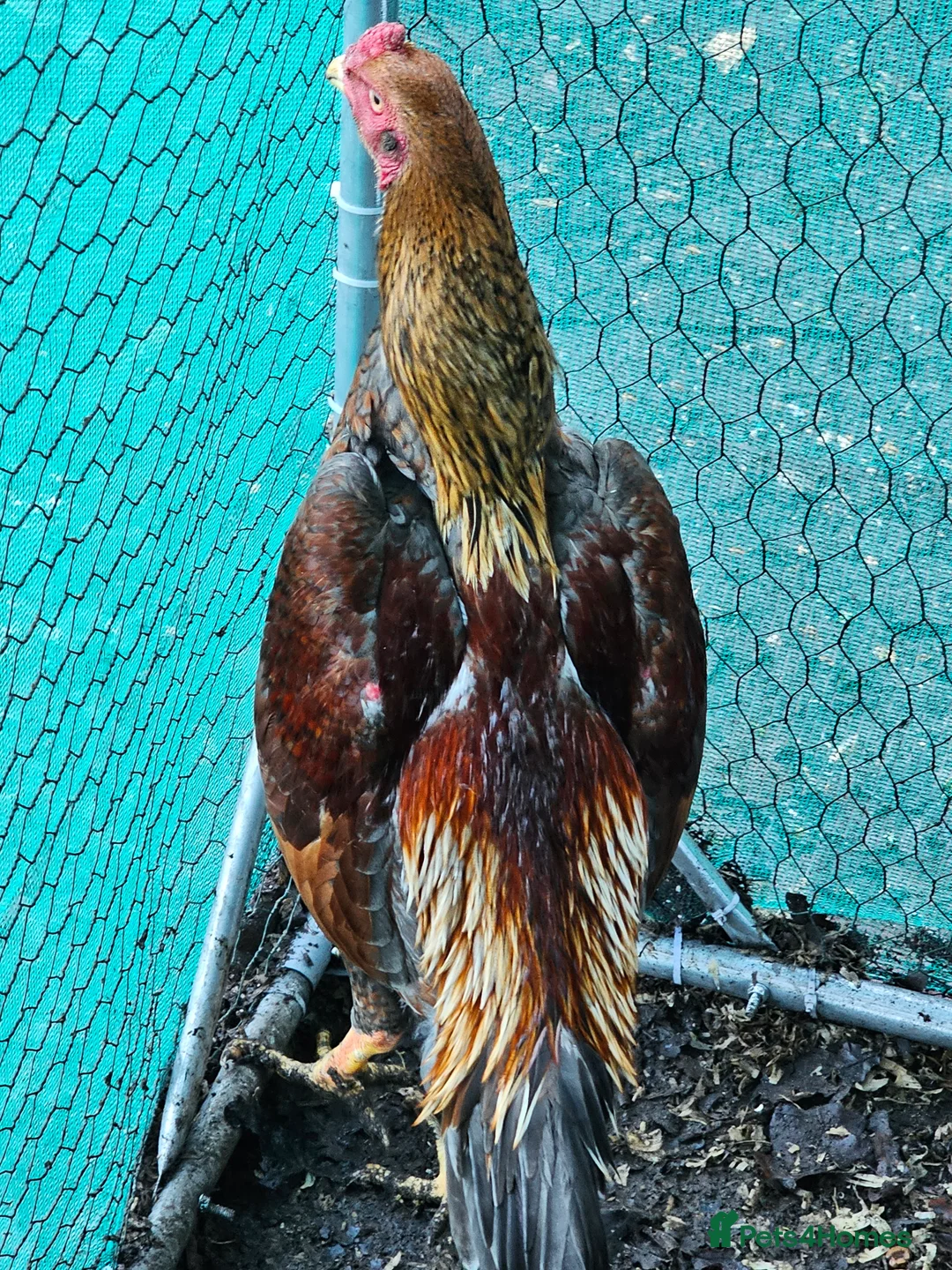 Chickens poultry for sale: Shamos pair of turkish hints - Advert 2