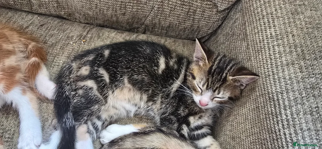 Mixed Breed cats for sale: 2 beautiful male kittens. in Morecambe - Advert 2