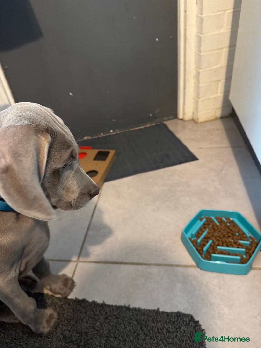 Weimaraner dogs for sale: 12 week boy ready for his forever home. - Advert 7