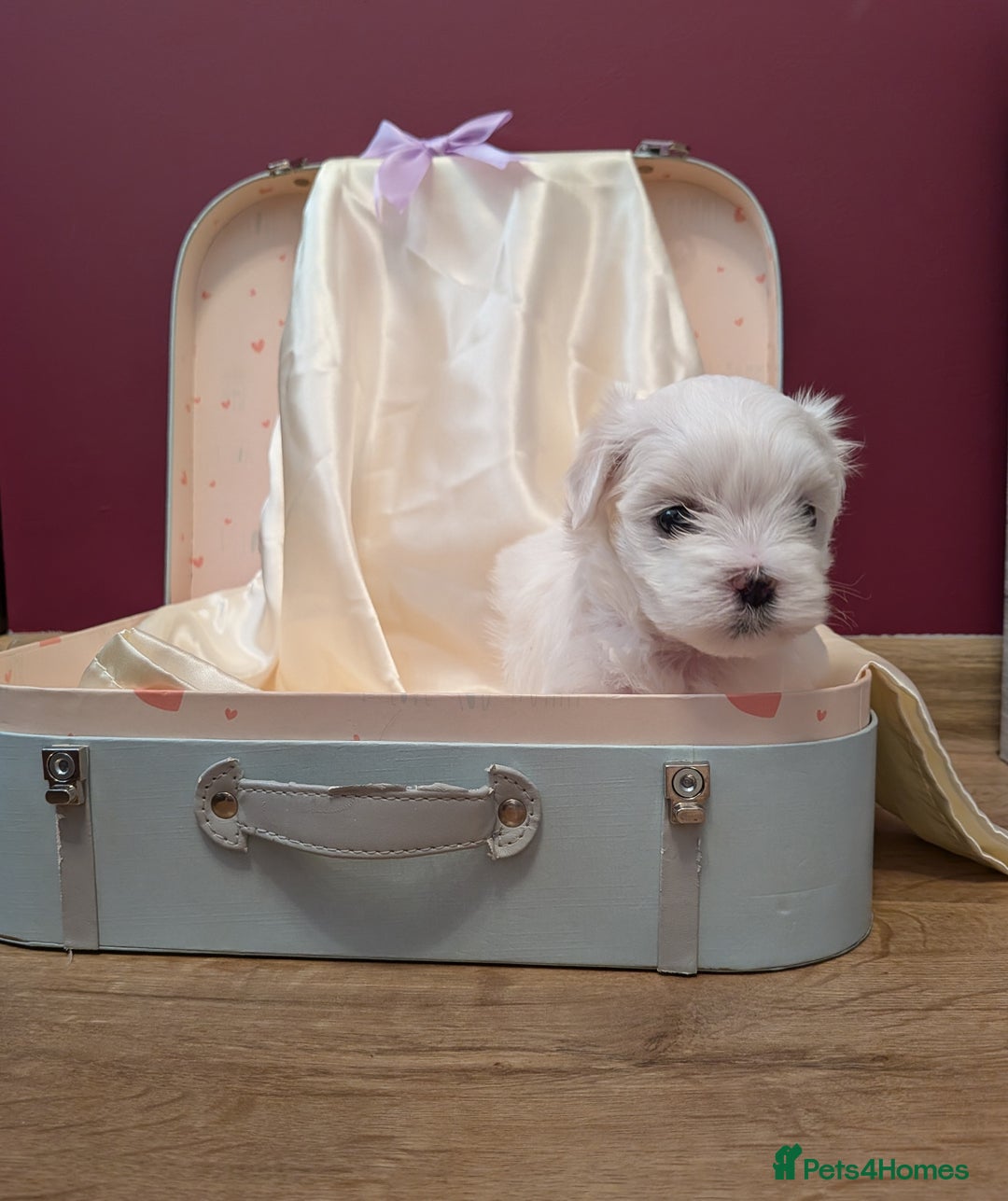 Maltese dogs for sale: Beautiful Small Size Maltese ONLY TWO PUPPIES LEFT - Image 26