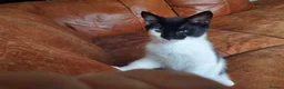 Domestic Shorthair cats for sale: 3 male and 1 female kittens born 15/2/26 in Worthing - Advert 7