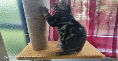 Bengal cats - Advert 8