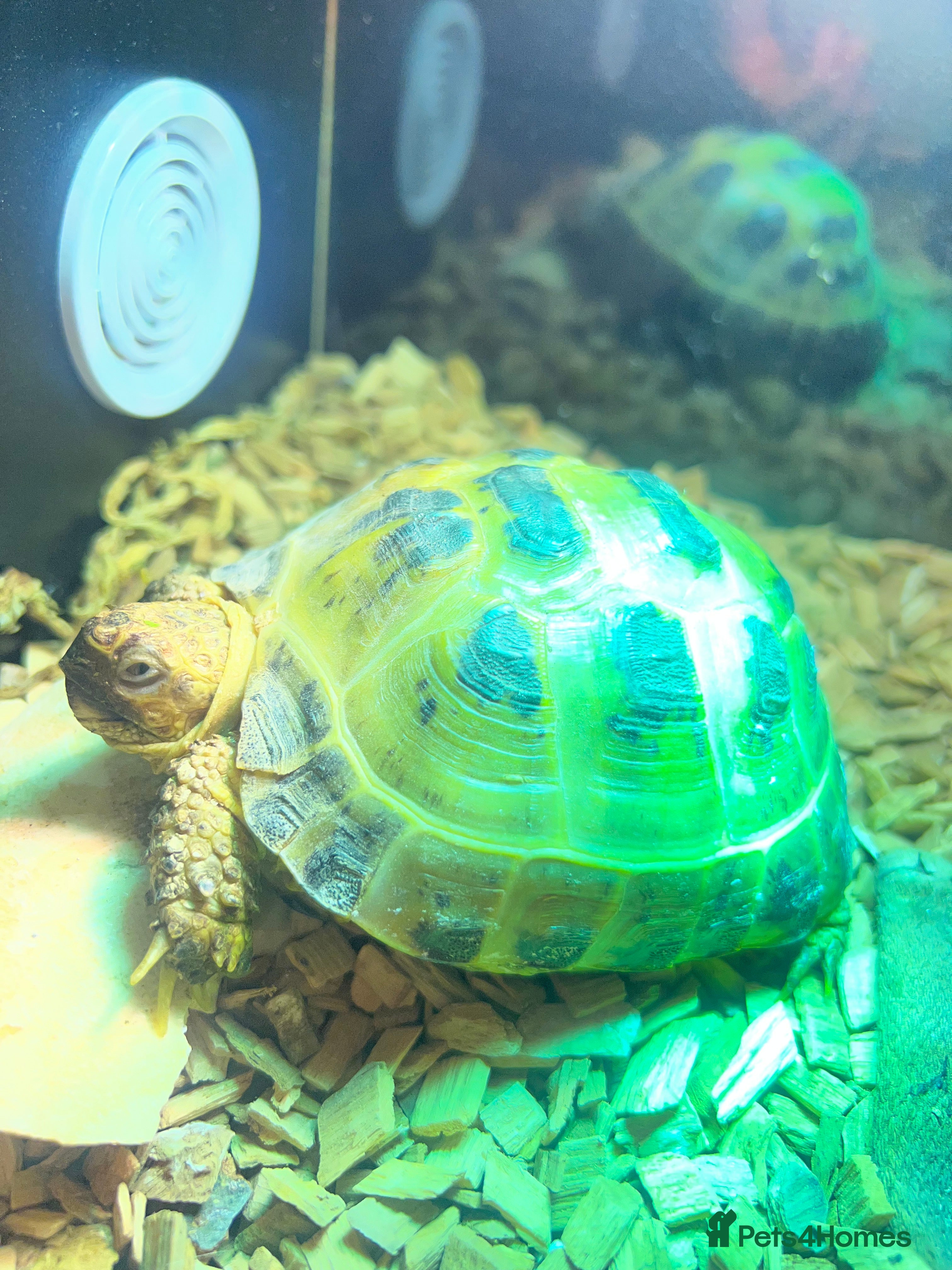 Tortoise reptiles Russian Tortoise  - Advert 1