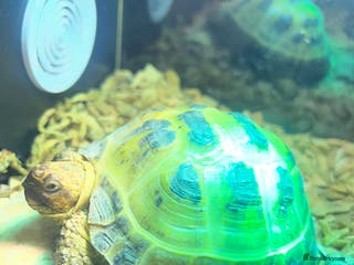 Tortoise reptiles Russian Tortoise - Advert 1