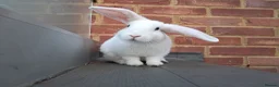 English Lop rabbits for sale: £35 Female Baby rabbit for sale in Hayes - Advert 5