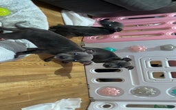 Staffordshire Bull Terrier dogs for sale: Blue Staffordshire bullterrier  - Image 9