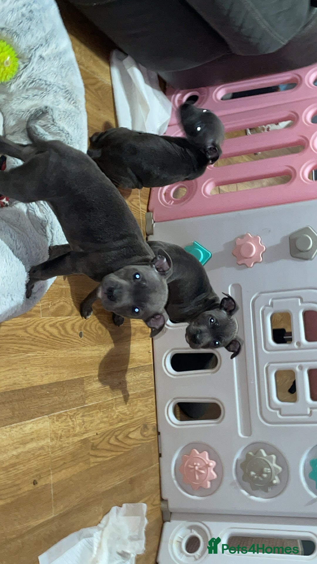 Staffordshire Bull Terrier dogs for sale: Blue Staffordshire bullterrier  - Image 9