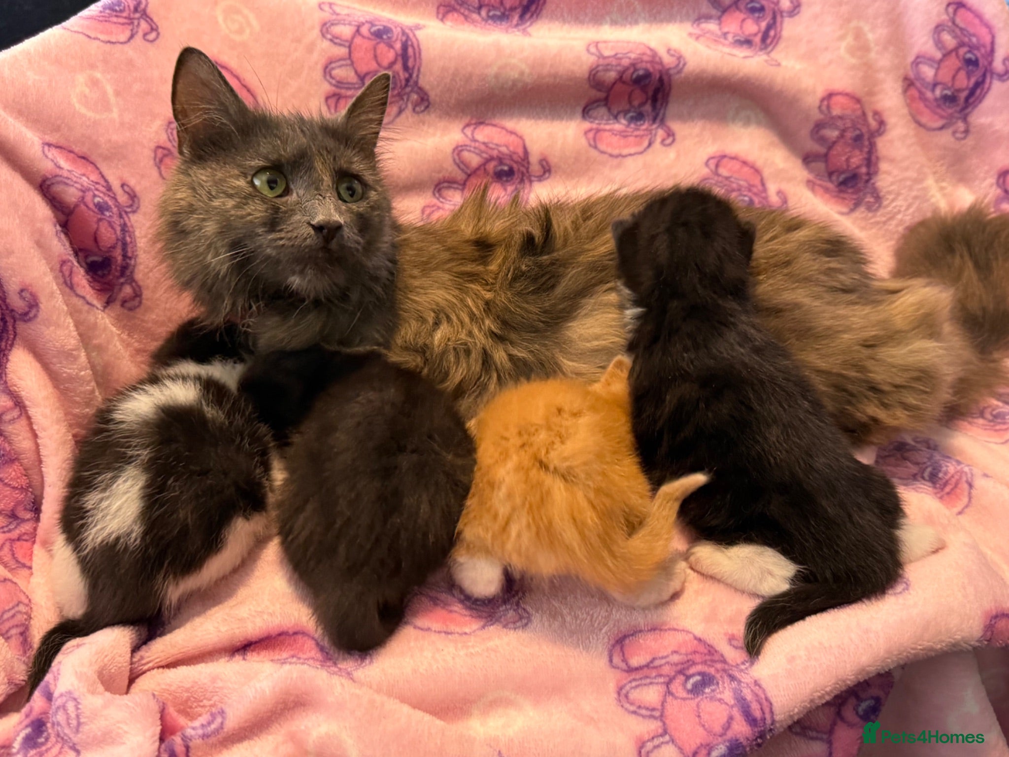 Mixed Breed cats Frankie’s Kittens Ready 20th August - Advert 2