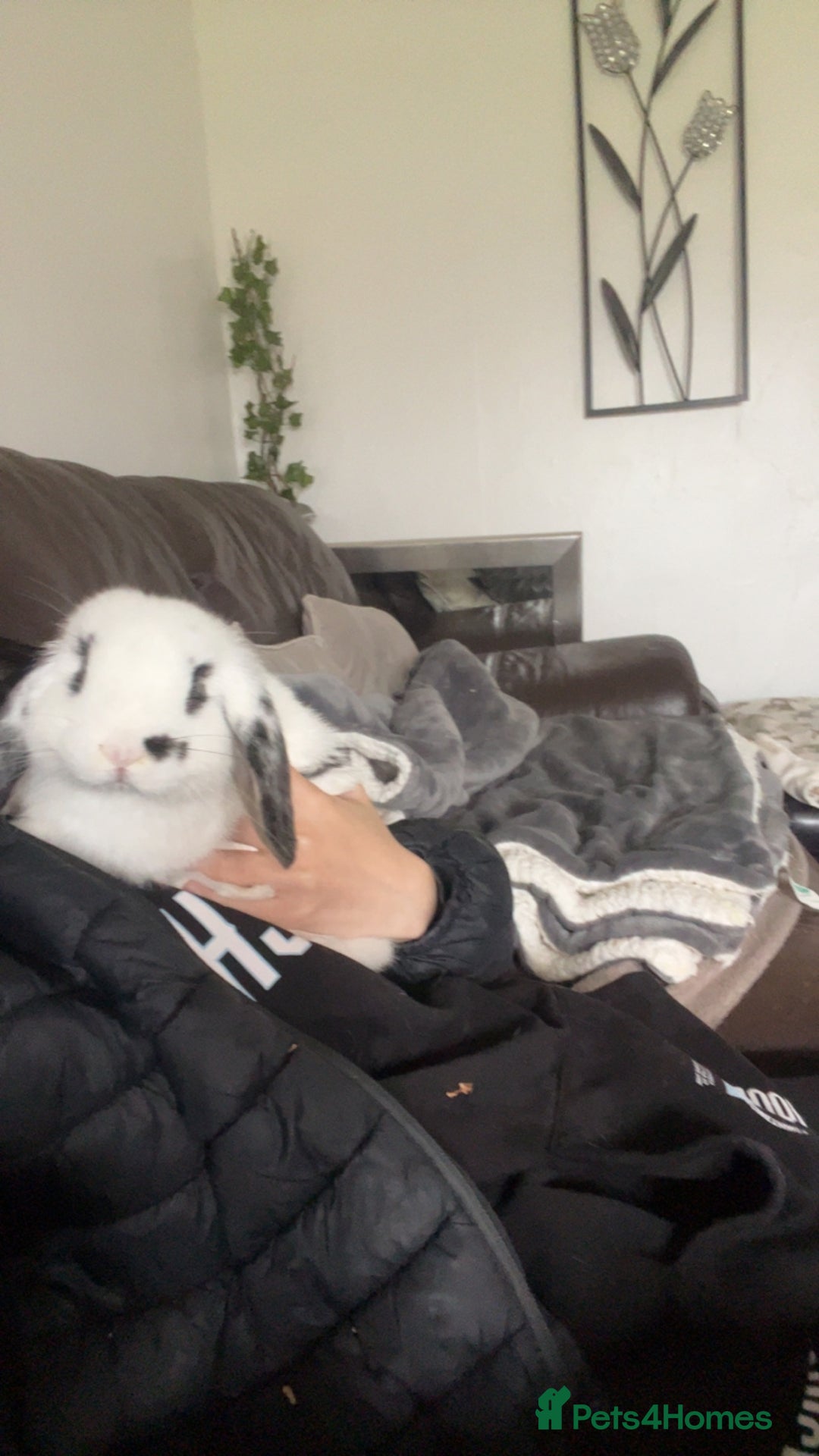 Dwarf Lop rabbits for sale: Male un neutered dwarf lop in Bishop Auckland - Image 4