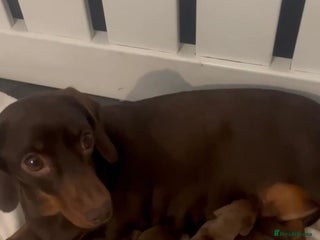 Miniature Dachshund dogs for sale: 5 kc reg PRA CLEAR MINI DACHSHUNDS - Advert 1