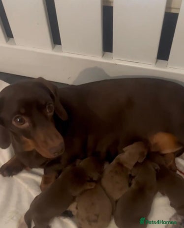 Miniature Dachshund dogs 5 kc reg PRA CLEAR MINI DACHSHUNDS - Advert 8