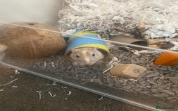 Gerbil rodents for sale: 2 male gerbils a year and a half old  - Image 4