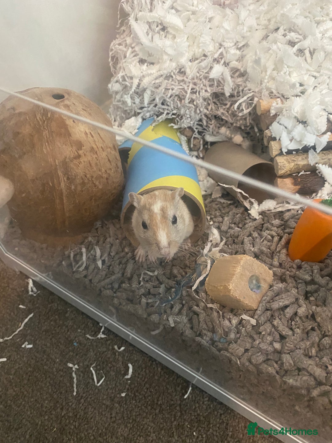 Gerbil rodents for sale: 2 male gerbils a year and a half old  - Image 4