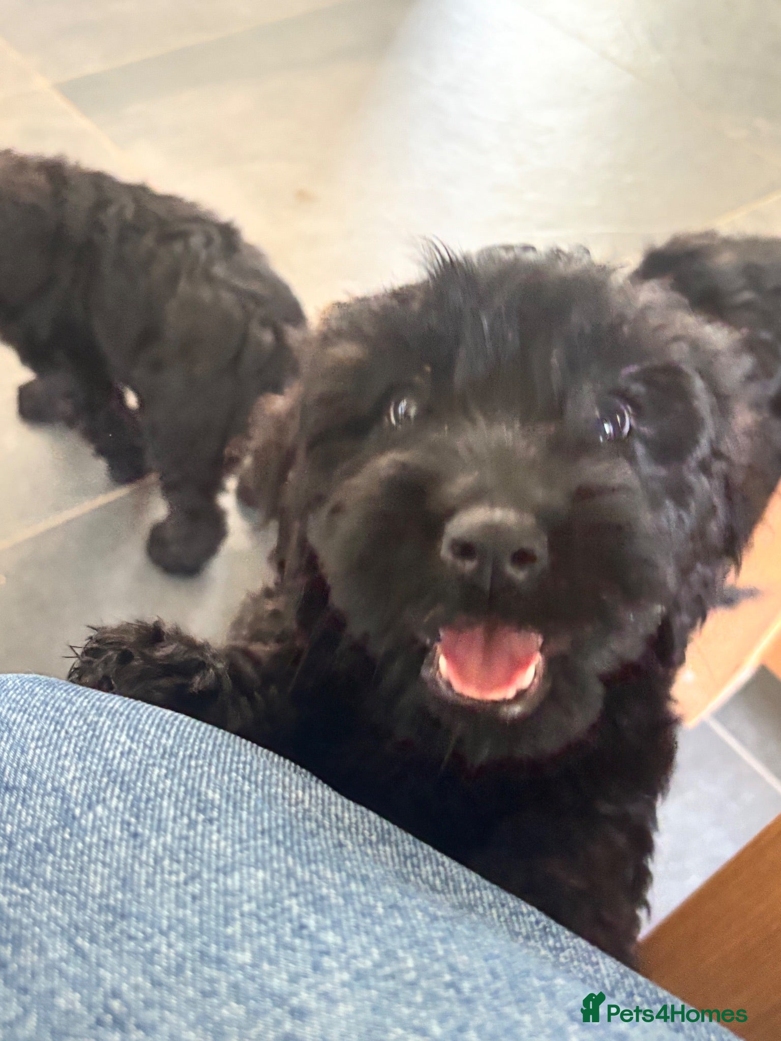 Cockapoo dogs F1 happy Cockerpoos  - Advert 12