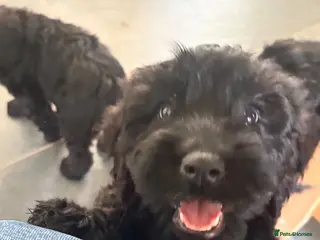 Cockapoo dogs F1 happy Cockerpoos - Advert 2