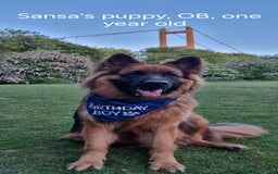 German Shepherd dogs for sale: Long coat German Shepherd puppies  - Image 23