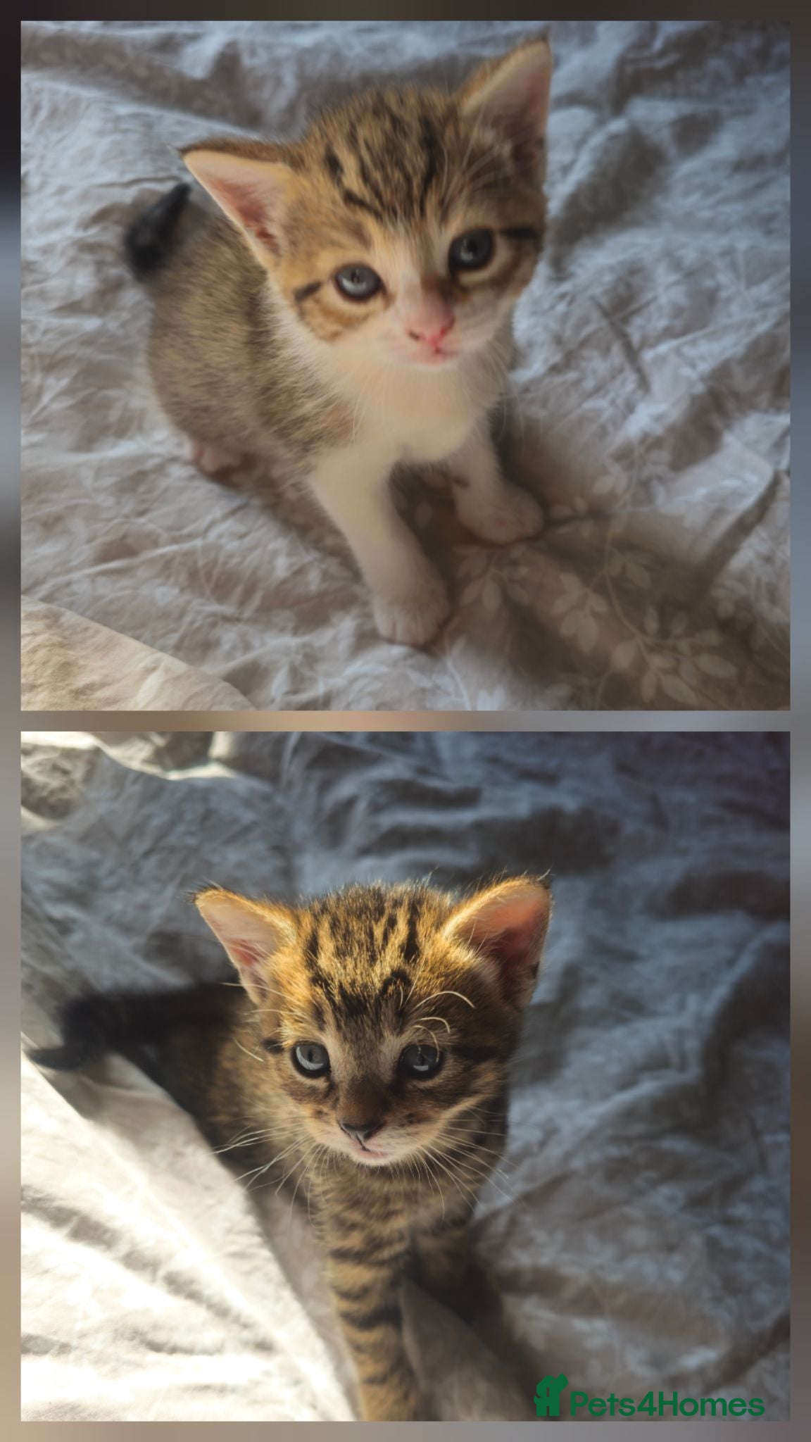 Bombay cats Female tabby kittens - Advert 6