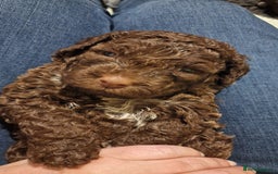 Lagotto Romagnolo dogs for sale: Lagotto Romagnolo, pure breed, KC reg litter - Image 1