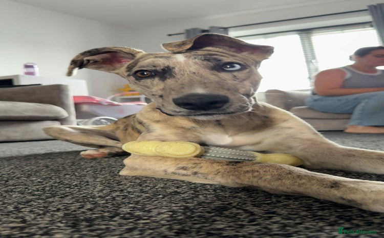 Mixed Breed dogs - Advert 2