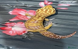 Gecko reptiles for sale: Breeding Adults Leopards and African Fat Tails  - Image 10