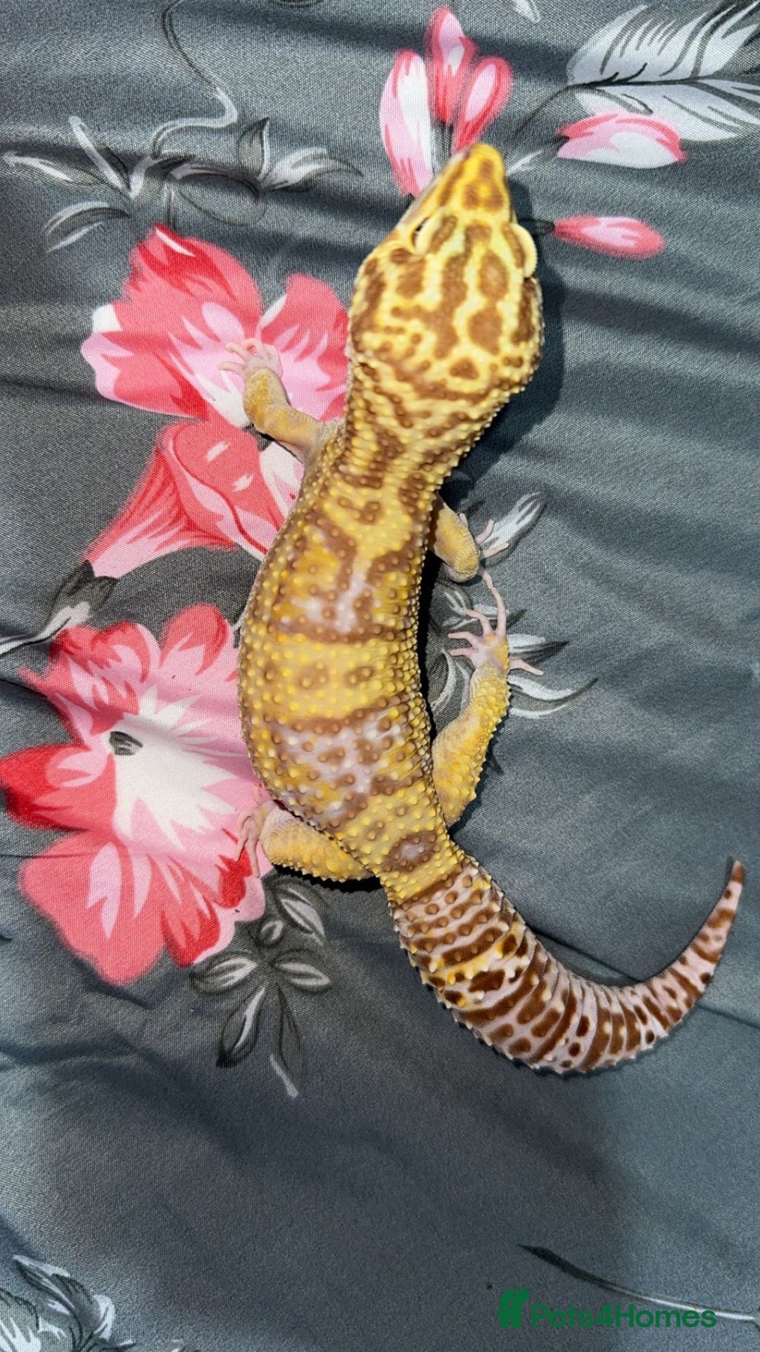 Gecko reptiles for sale: Breeding Adults Leopards and African Fat Tails  - Image 10