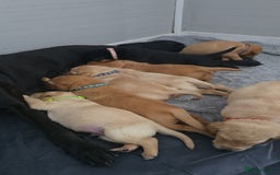 Labrador Retriever dogs for sale: Stunning Labrador Puppies 🥰 - Image 4