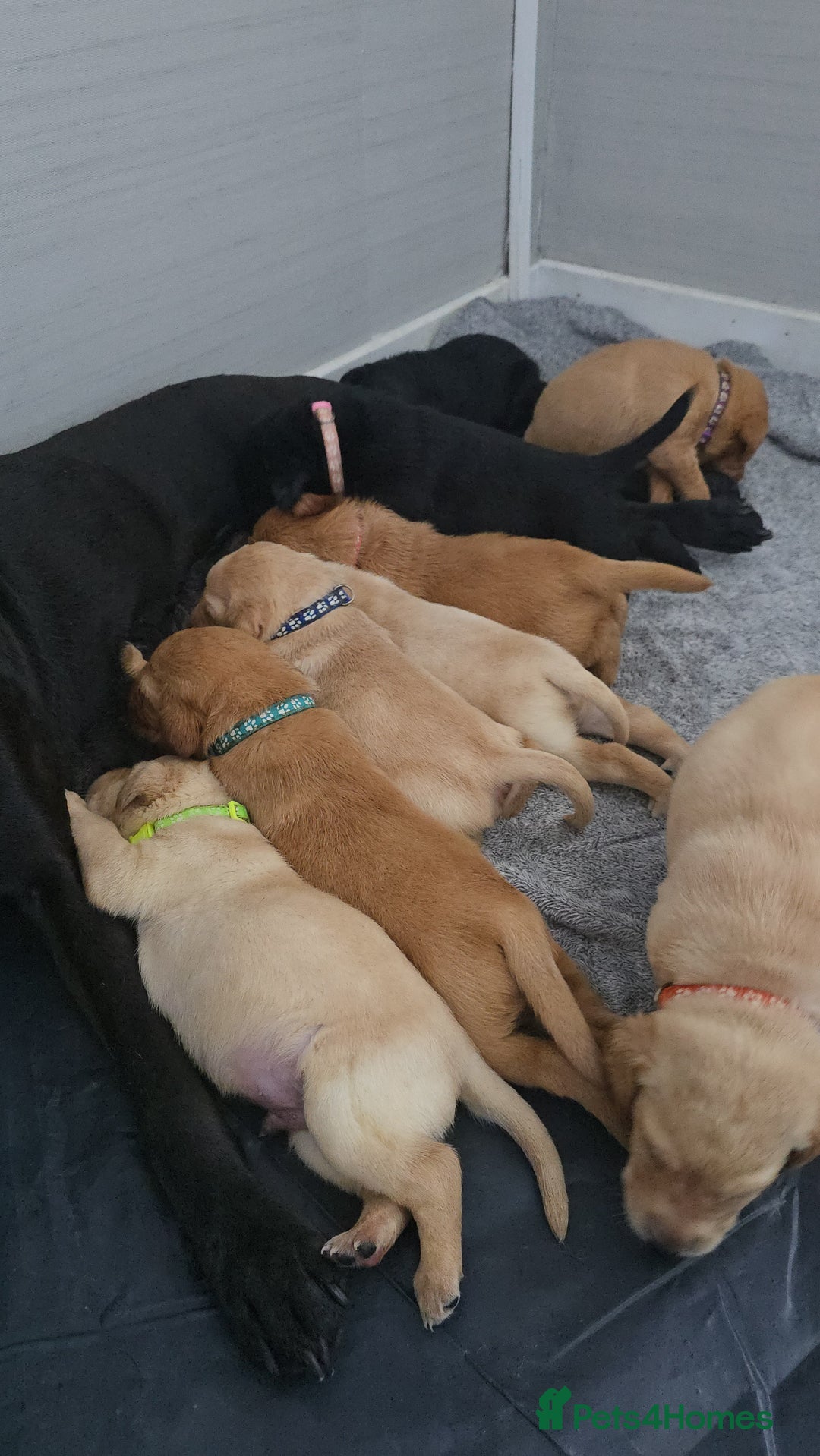 Labrador Retriever dogs for sale: Stunning Labrador Puppies 🥰 - Image 4