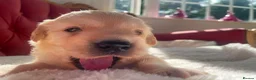 Golden Retriever dogs for sale: Beautiful Golden Retriever Puppies - Advert 7