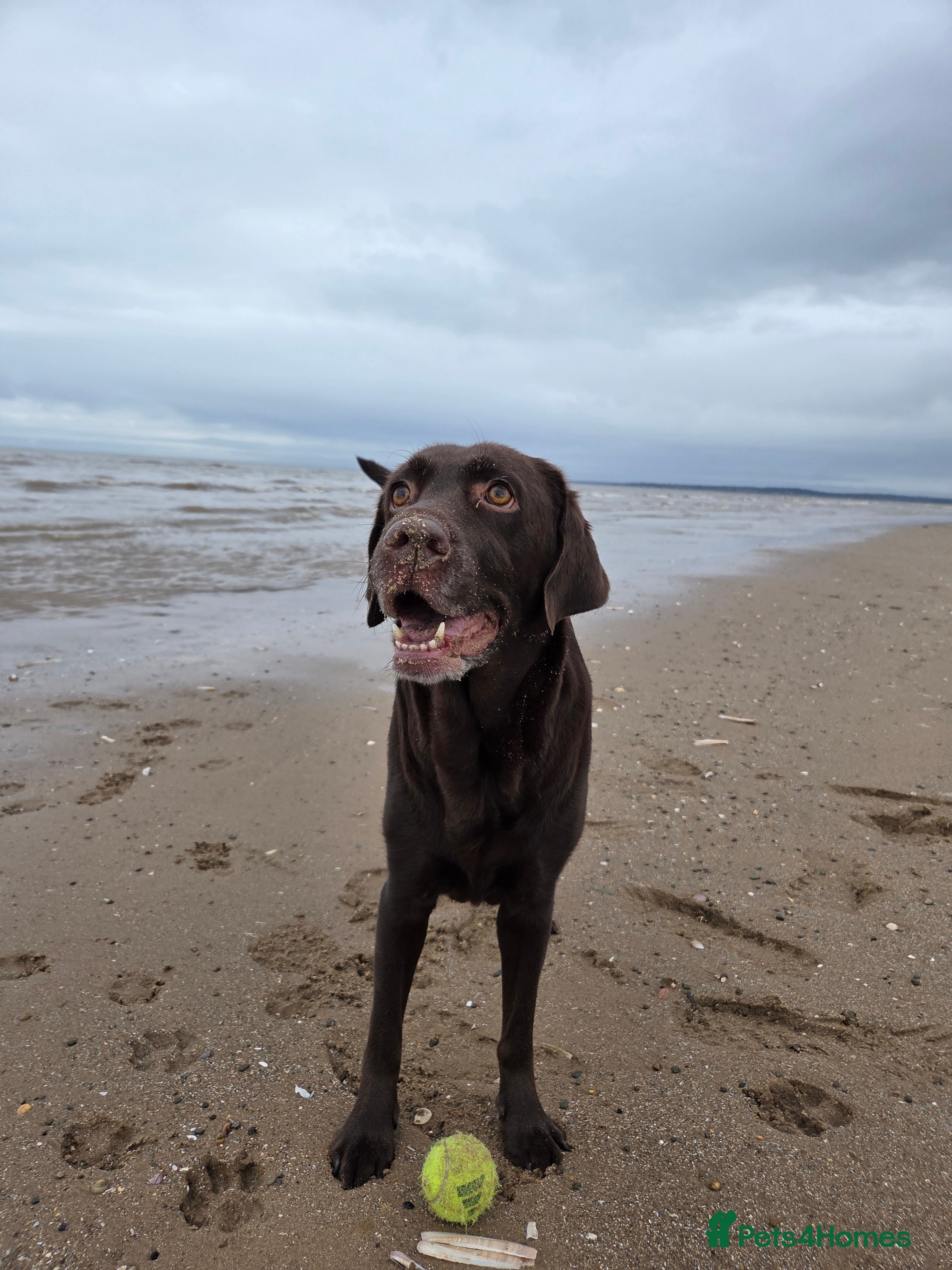 Labrador Retriever dogs Stunning KC working chocolate labs - Advert 2