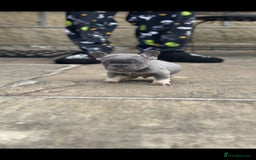 French Bulldog dogs for sale: Miniature French bulldogs carry fluffy  - Image 12
