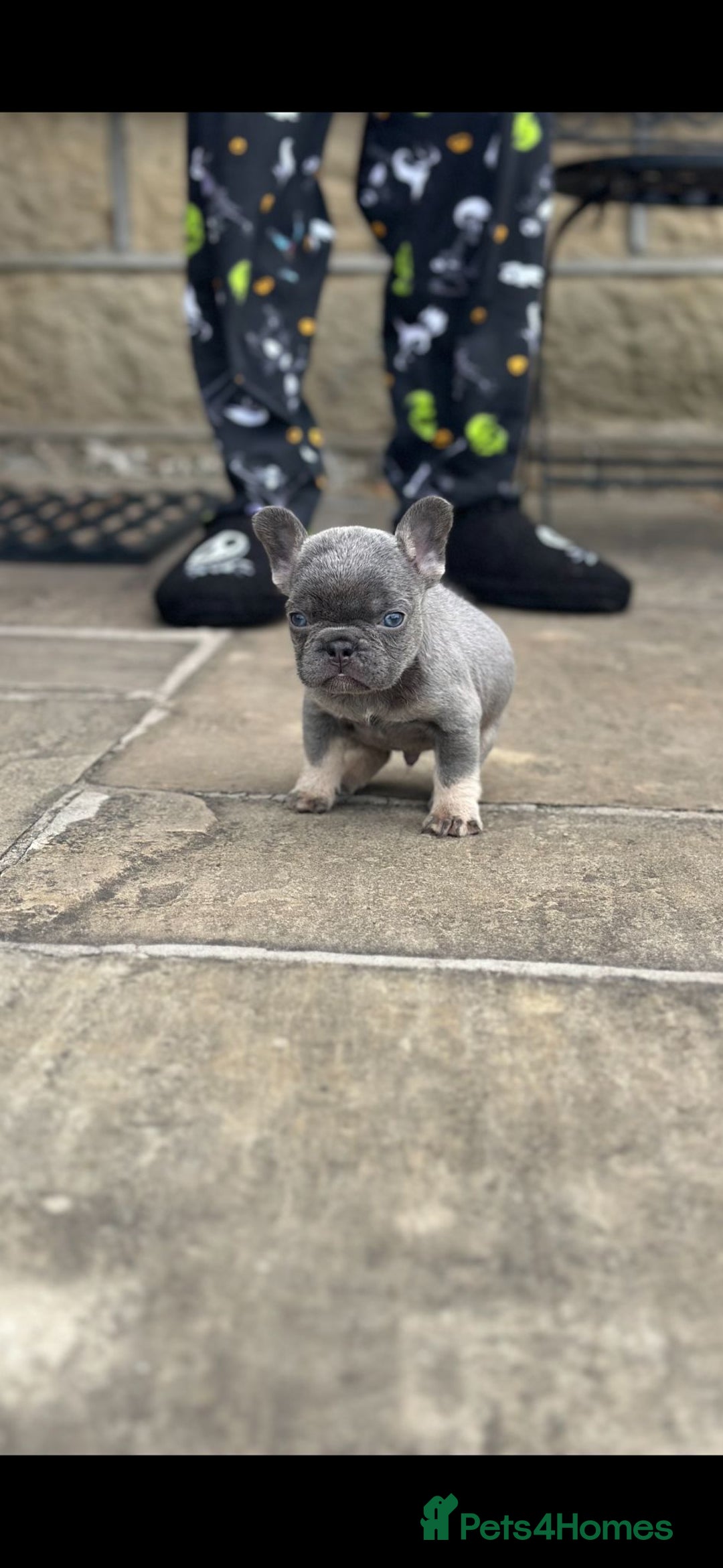 French Bulldog dogs for sale: Miniature French bulldogs carry fluffy  - Image 12