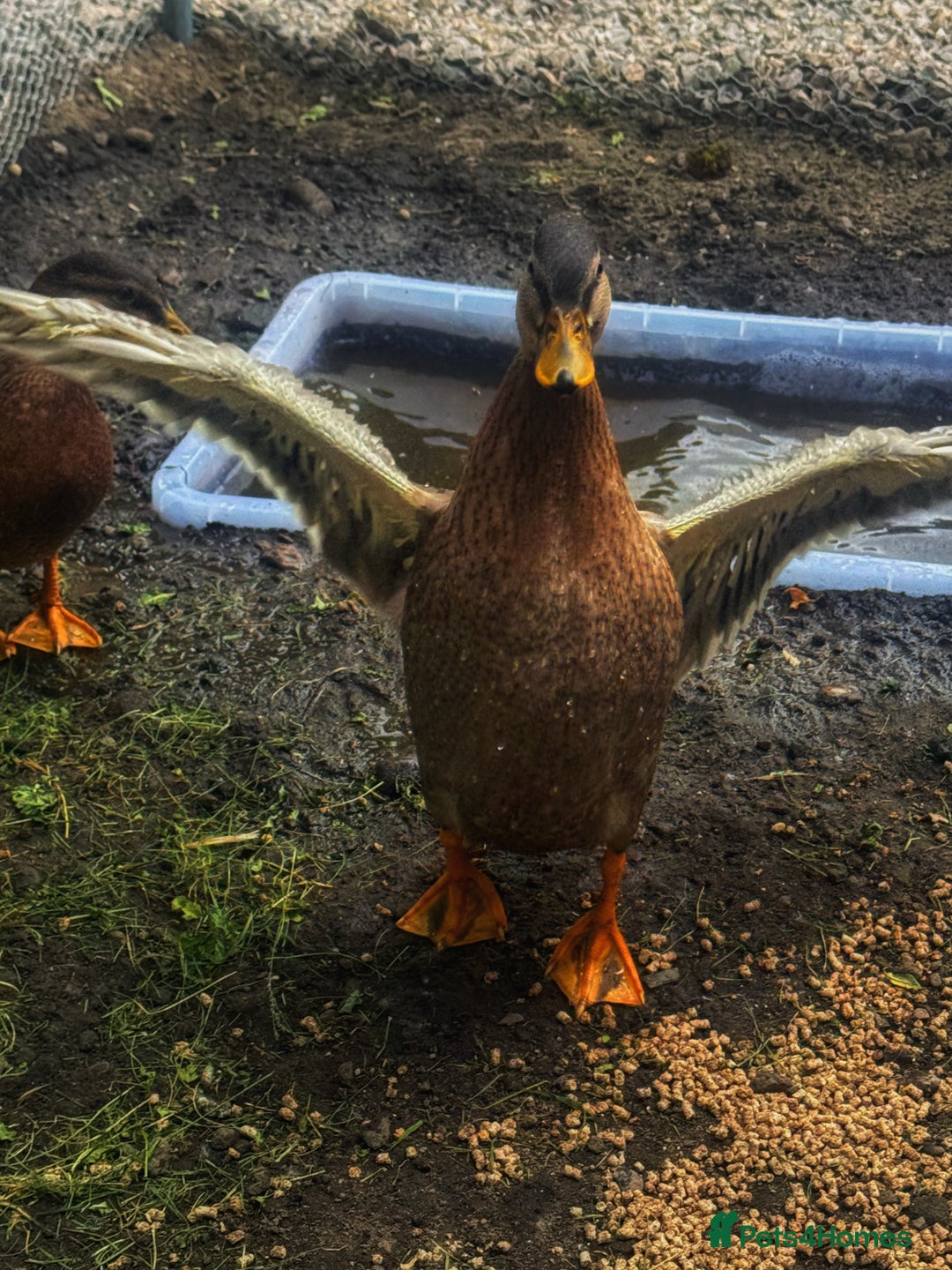 Ducks poultry for sale: Two Call Duck Drakes - Advert 4