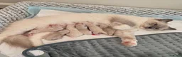Ragdoll cats for sale: purebred Ragdoll kittens for sale  - Advert 1