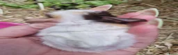 Guinea Pig rodents for sale: Pair of brothers - Advert 9