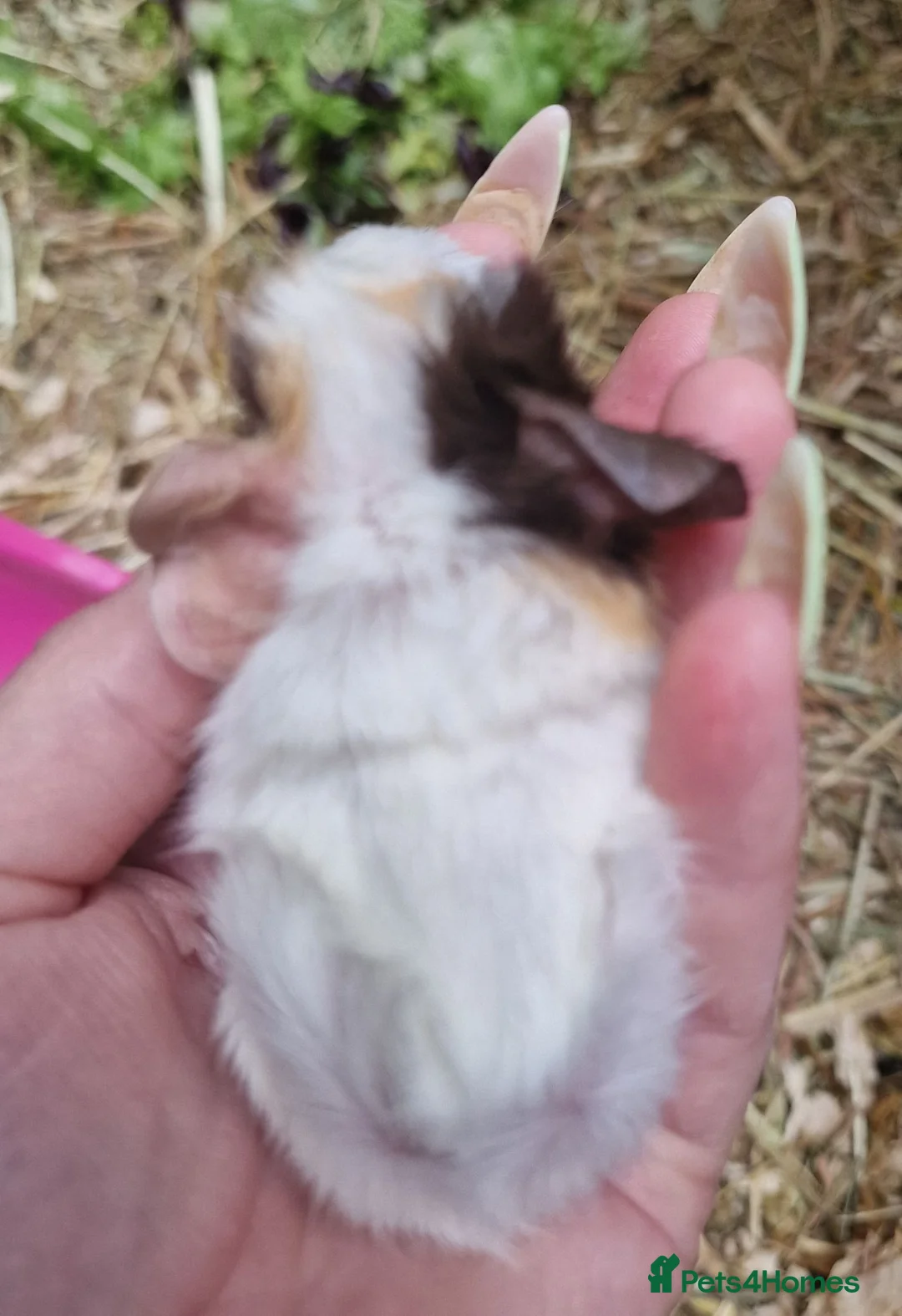 Guinea Pig rodents for sale: Pair of brothers - Advert 9
