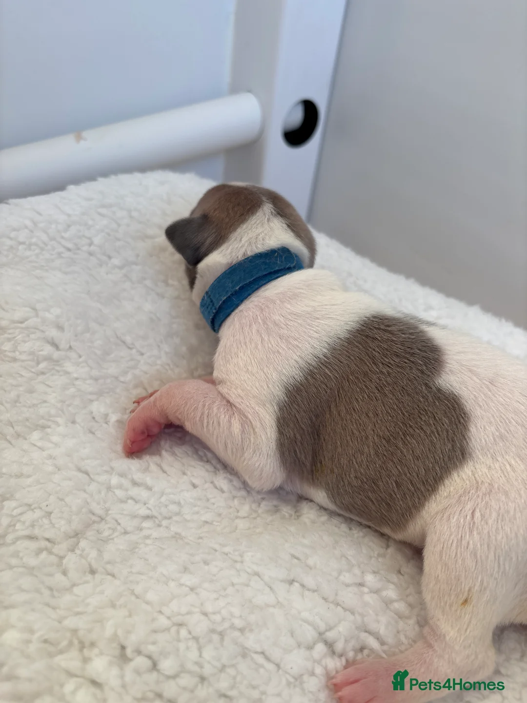 Whippet dogs for sale: 🌟 quality KC whippet pups 🌟 - Advert 10