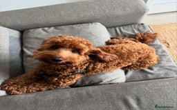 Cockapoo dogs for sale: gorgeous 7-month-old male Cockapoo  - Image 7