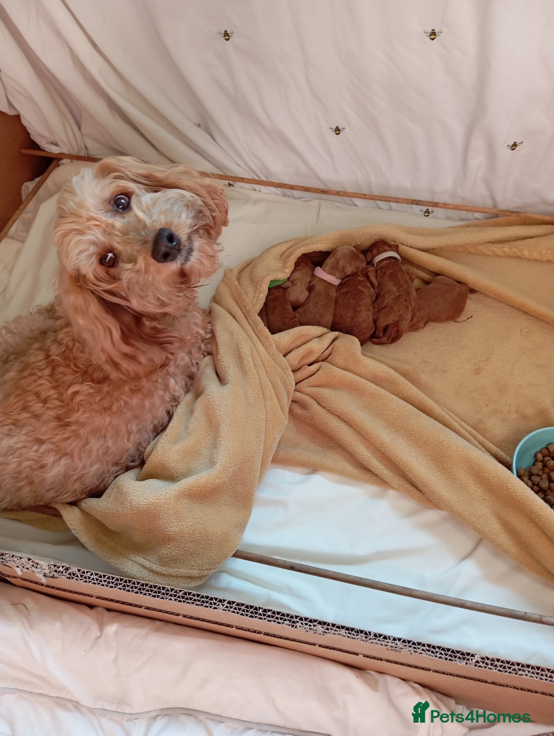 Cockapoo dogs for sale: Beautiful family of cockerpoos - Image 3