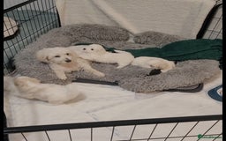 Coton De Tulear dogs for sale: Gorgeous puppies 🐶 KC registered - Image 14
