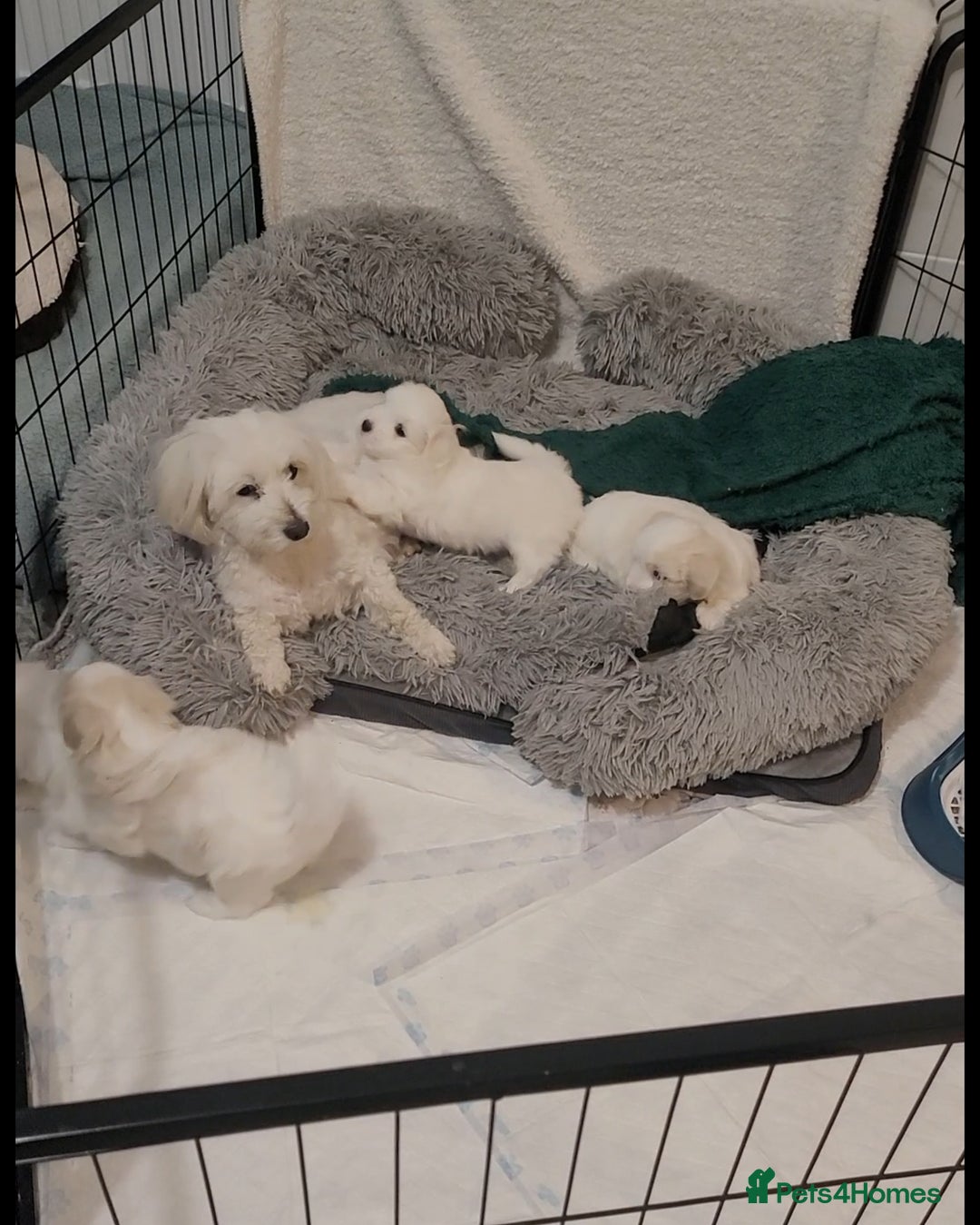 Coton De Tulear dogs for sale: Gorgeous puppies 🐶 KC registered - Image 14