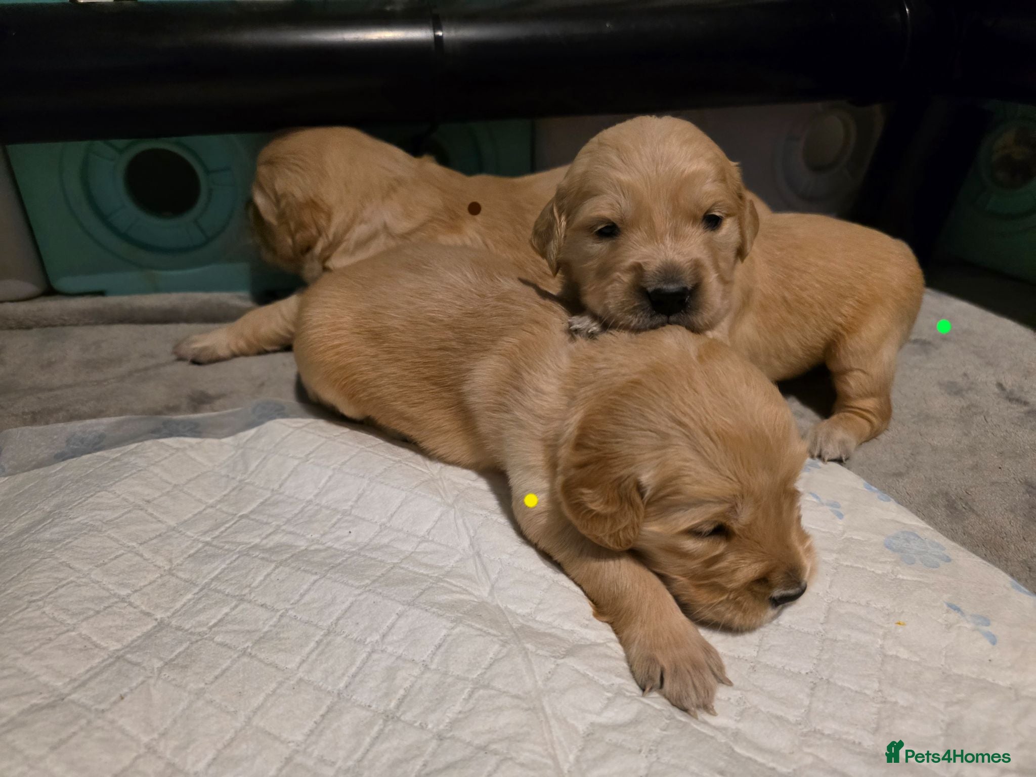 Golden Retriever dogs Last 2 golden retriever girls left - Advert 15