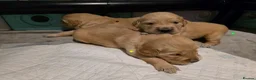 Golden Retriever dogs for sale: All currently reserved, thank you - Advert 1