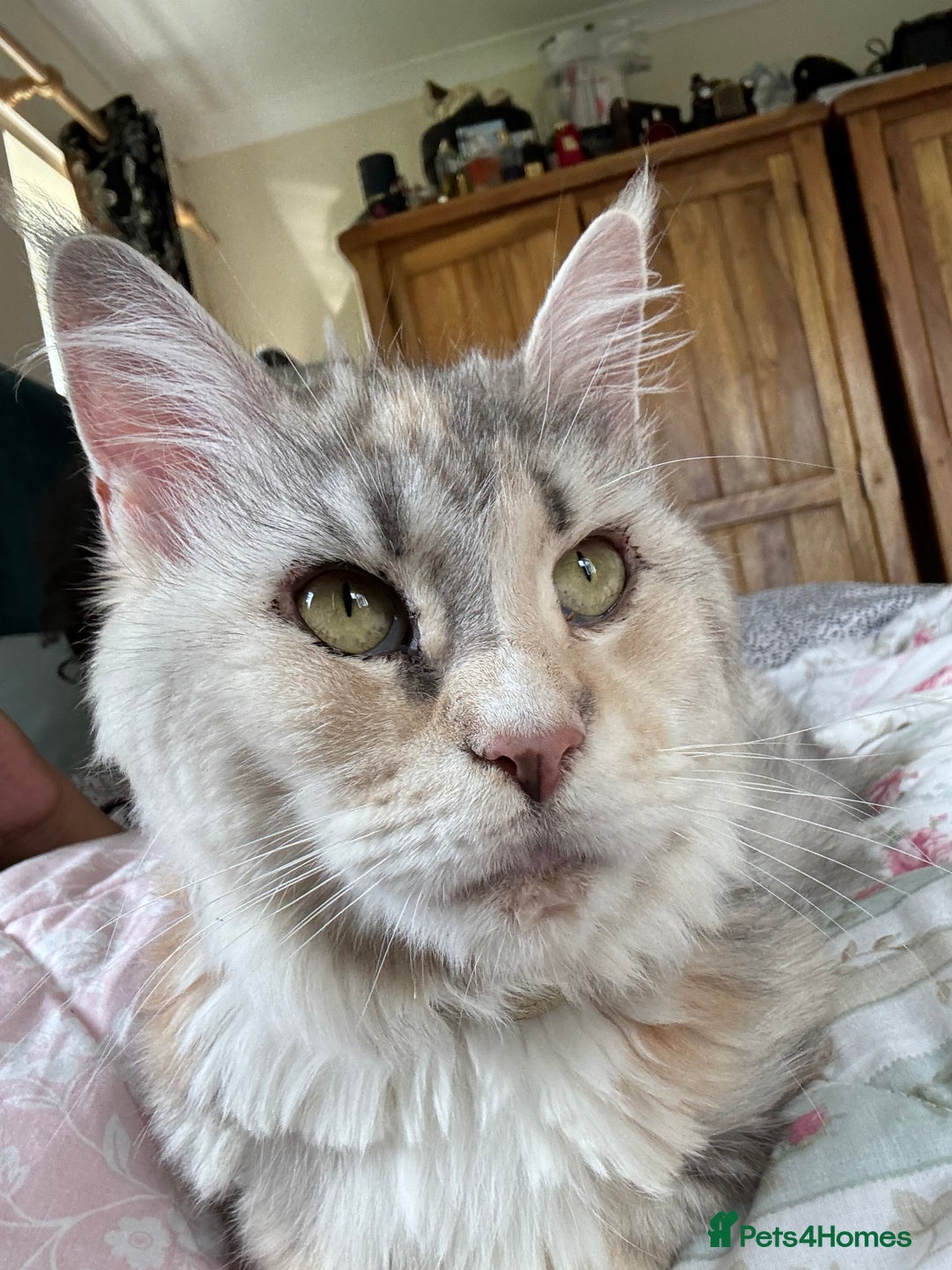Maine Coon cats for sale: Retired MaineCoon Queen - Advert 5
