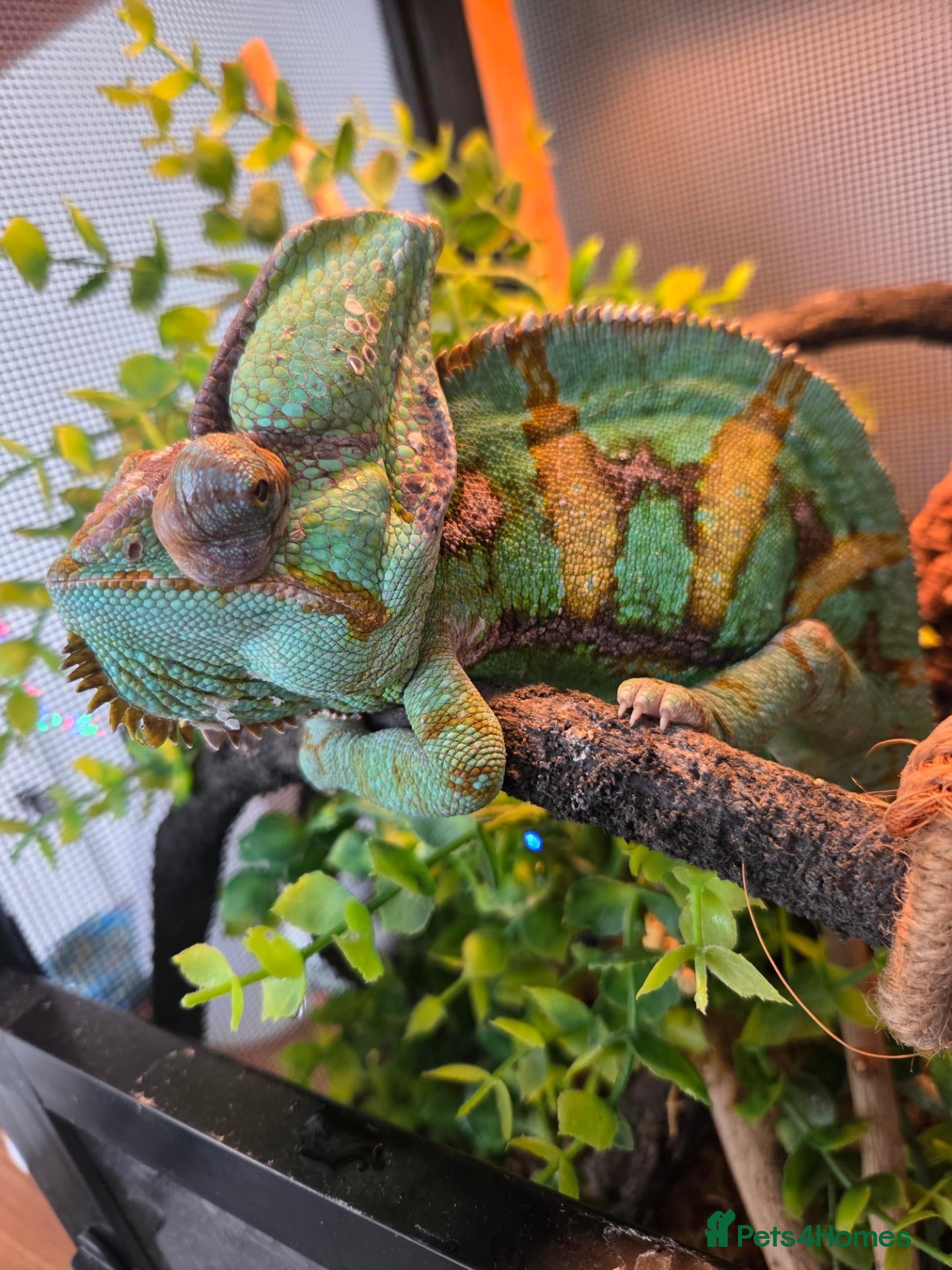 Chameleon reptiles for sale: Jimmy the Yemen Chameleon - Advert 6