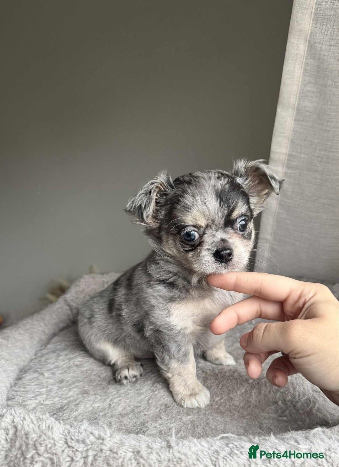 Chihuahua dogs for sale: READY TO LEAVE SOON Tiny Blue Longhair Chihuahua  - Advert 14